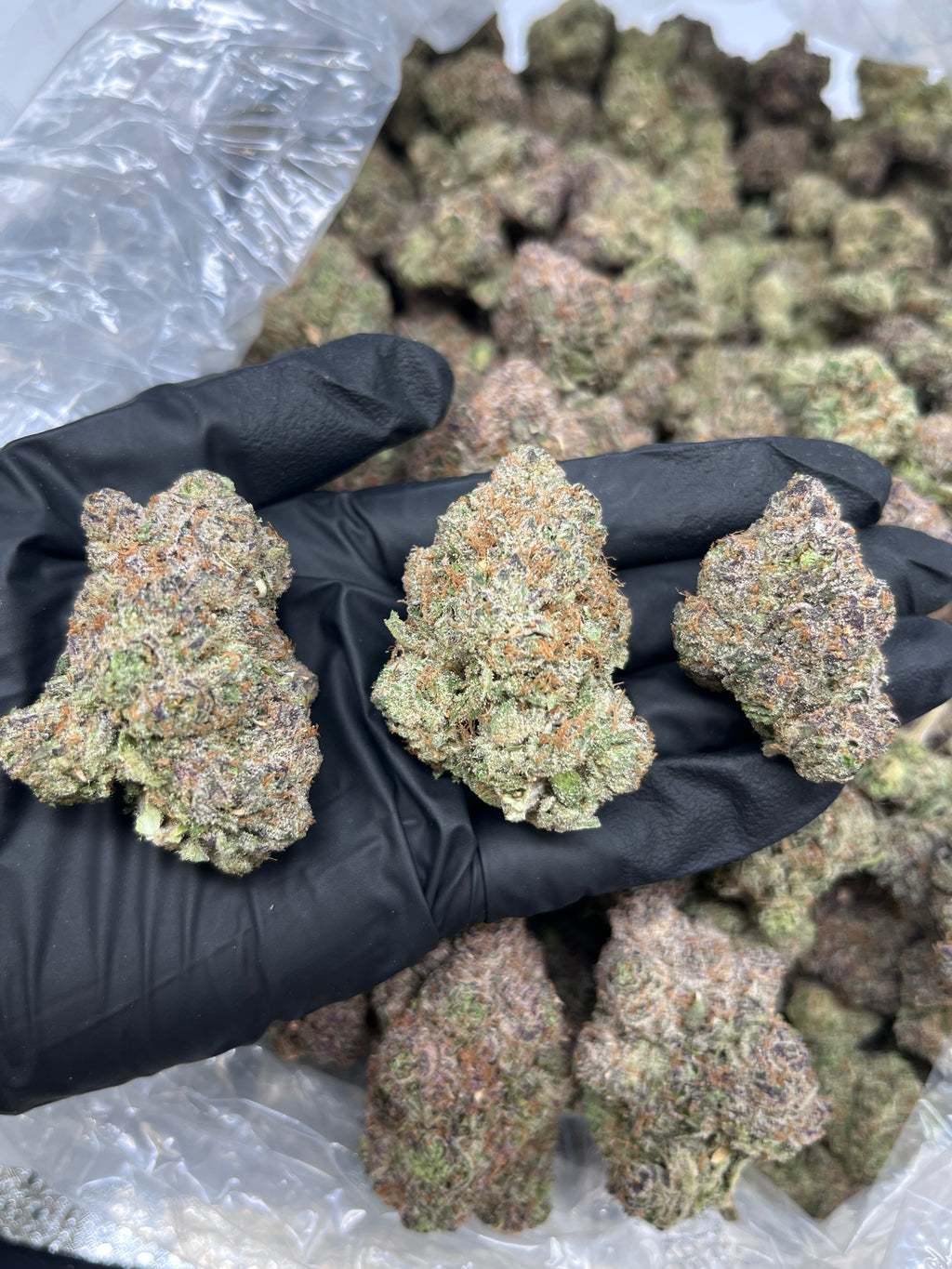 Ayahuasca Purple