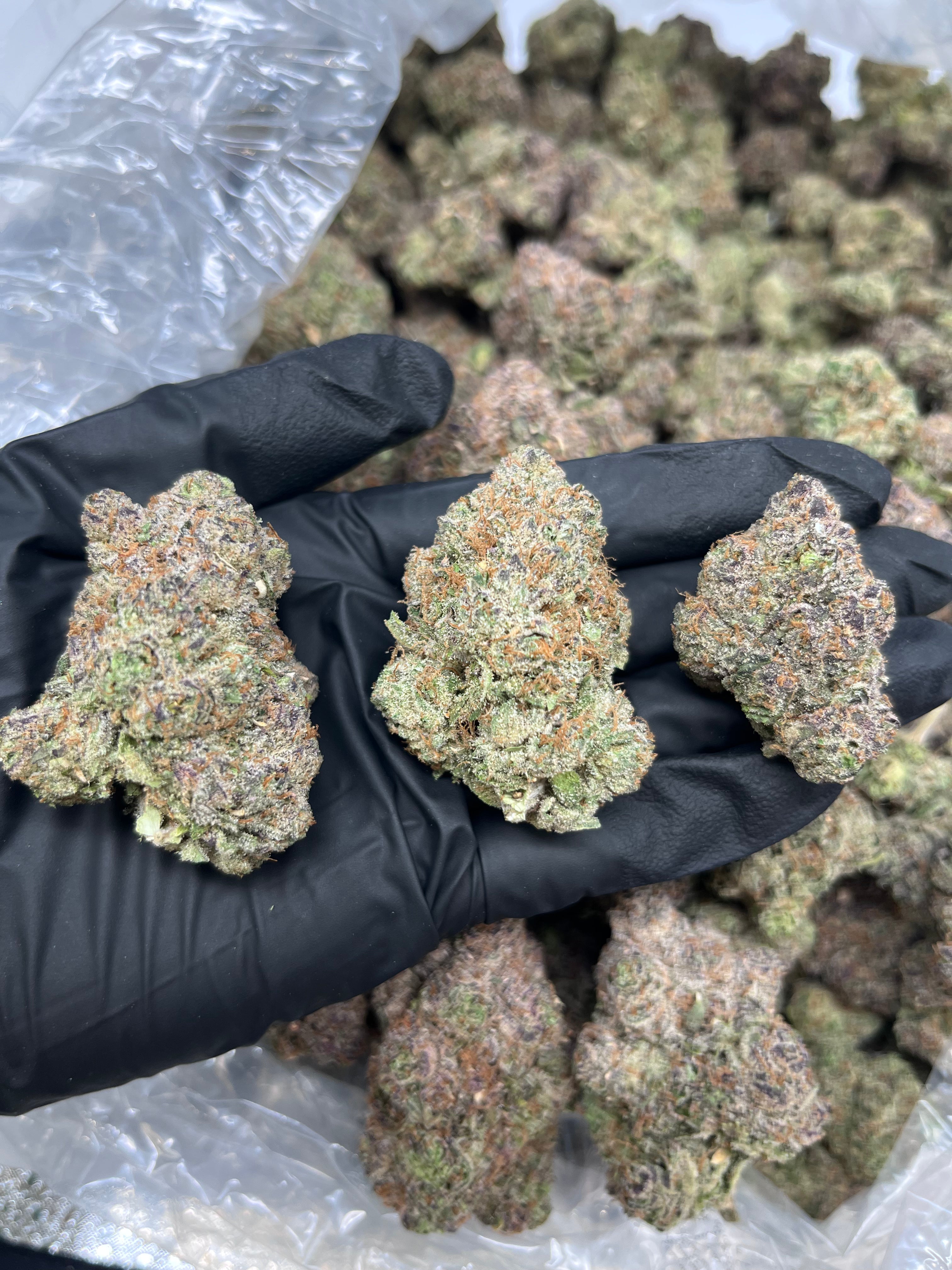 Ayahuasca Purple